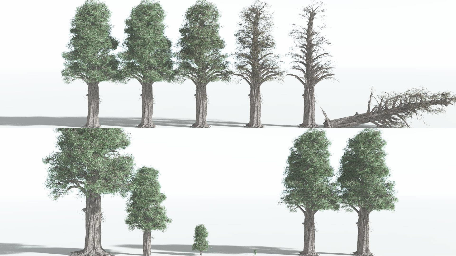 EVERYPlant Kauri 3 --12 Models-- 3D model_1