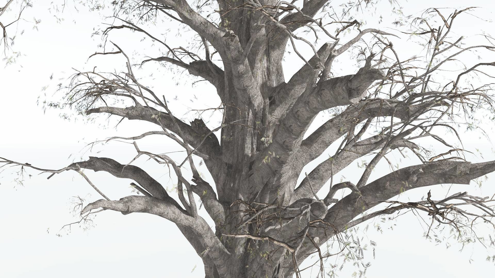 EVERYPlant Kauri 3 --12 Models-- 3D model_11