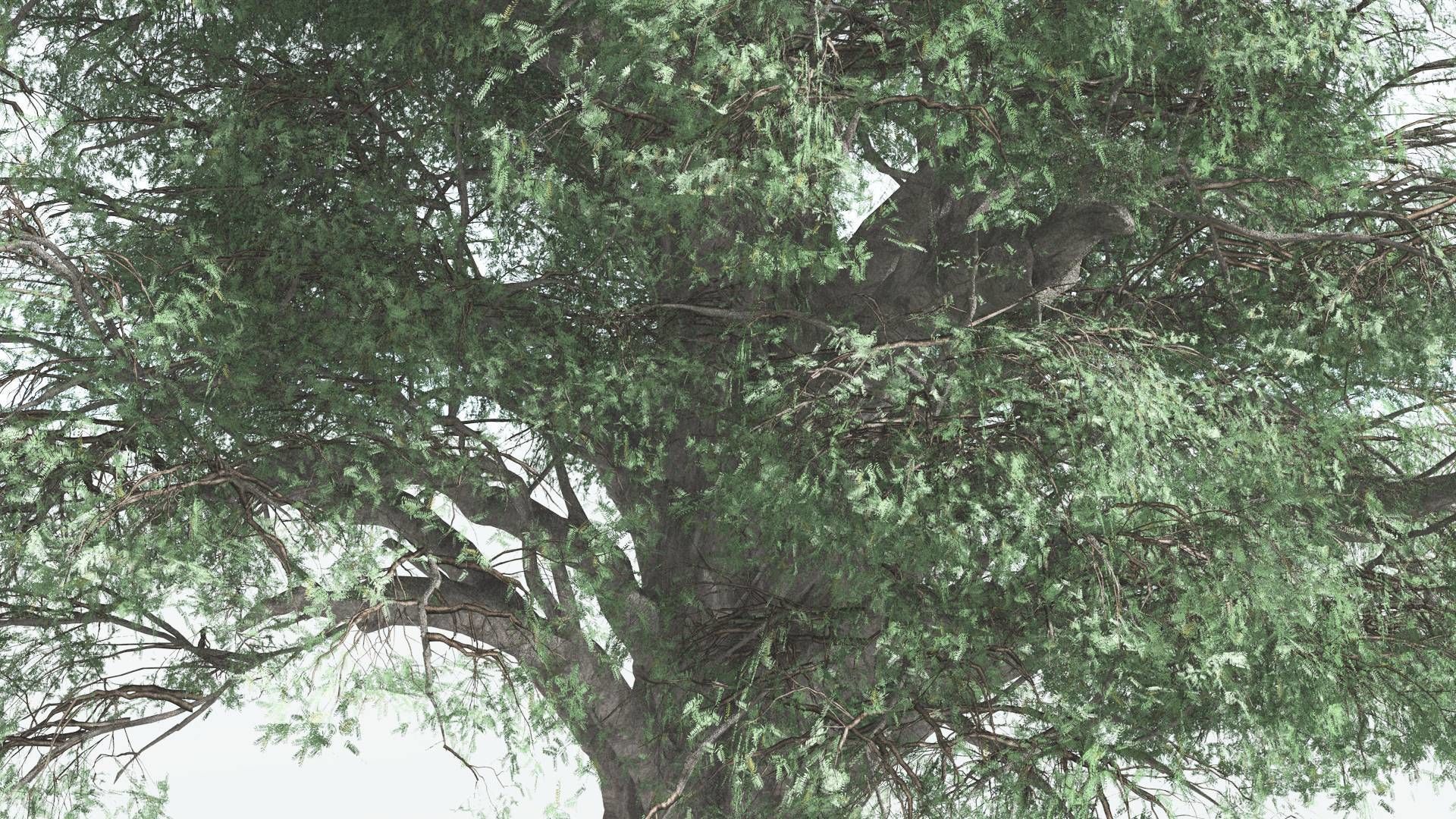 EVERYPlant Kauri 3 --12 Models-- 3D model_3