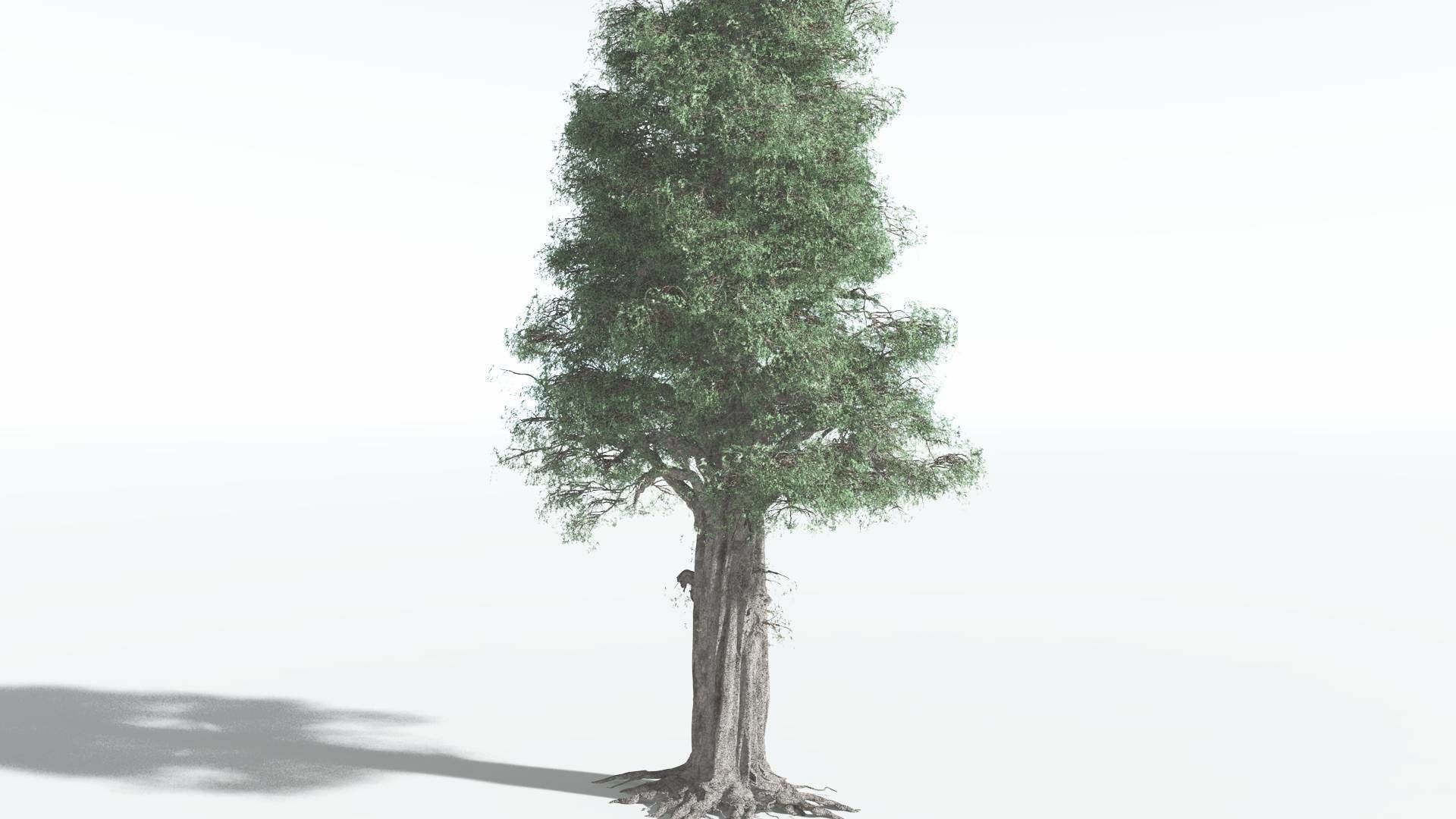 EVERYPlant Kauri 3 --12 Models-- 3D model_14