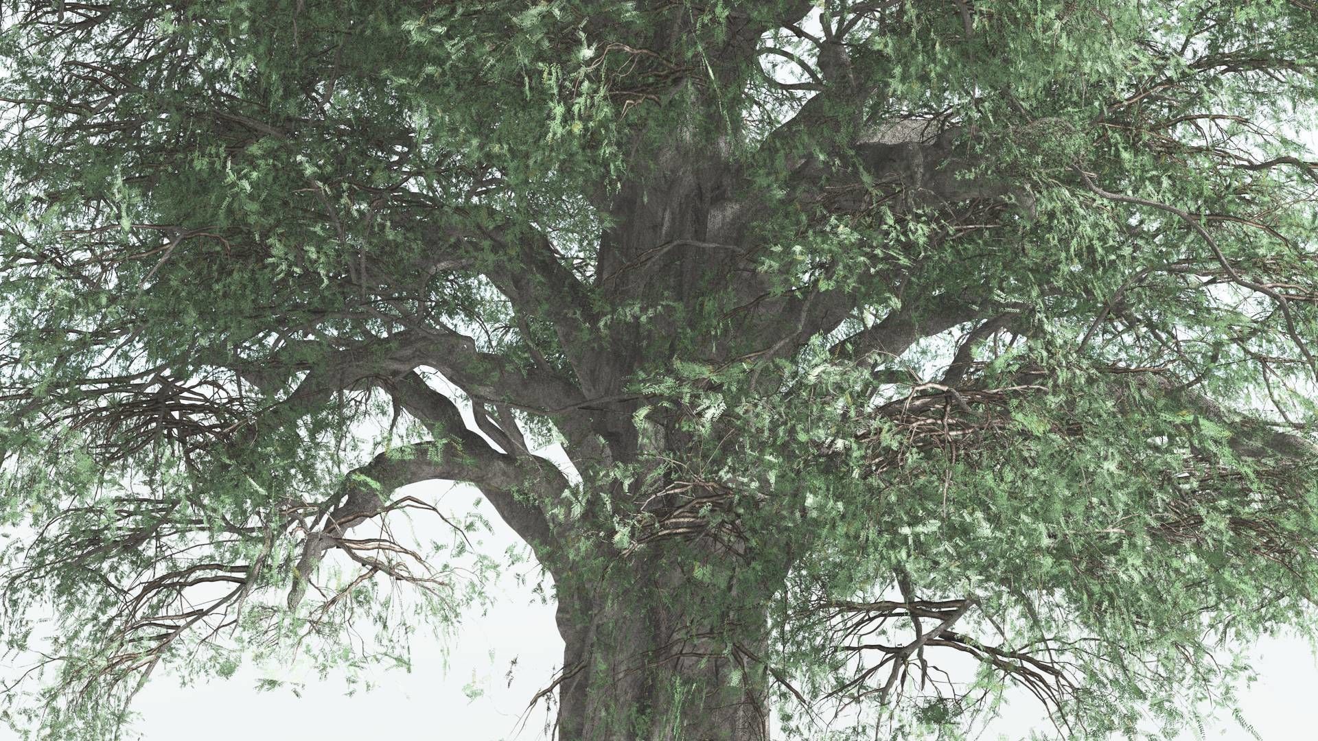 EVERYPlant Kauri 3 --12 Models-- 3D model_15