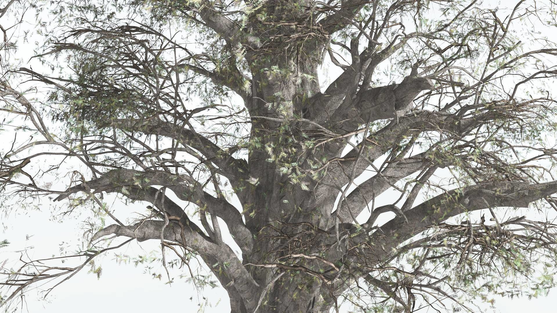 EVERYPlant Kauri 3 --12 Models-- 3D model_9