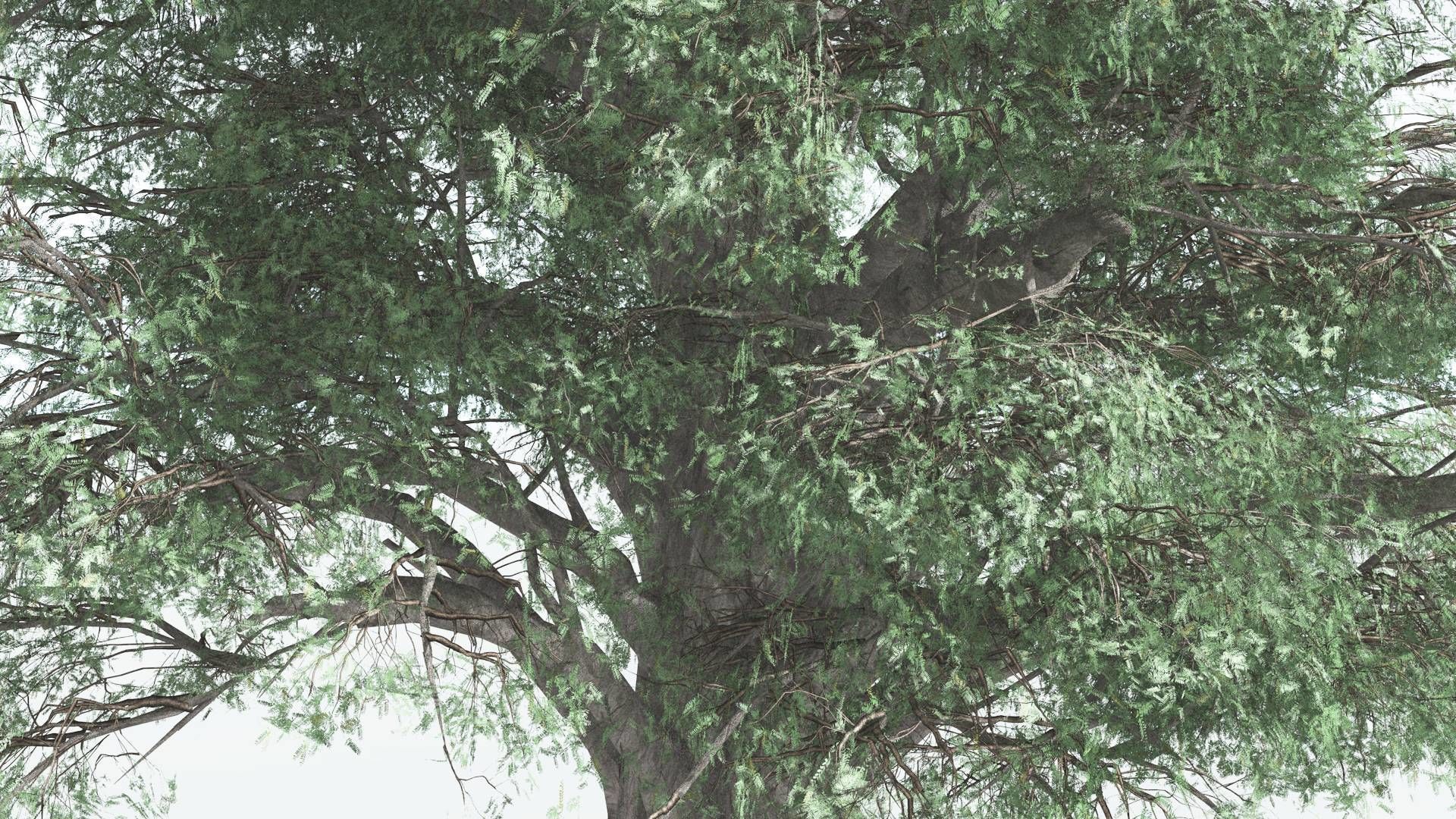 EVERYPlant Kauri 3 --12 Models-- 3D model_23