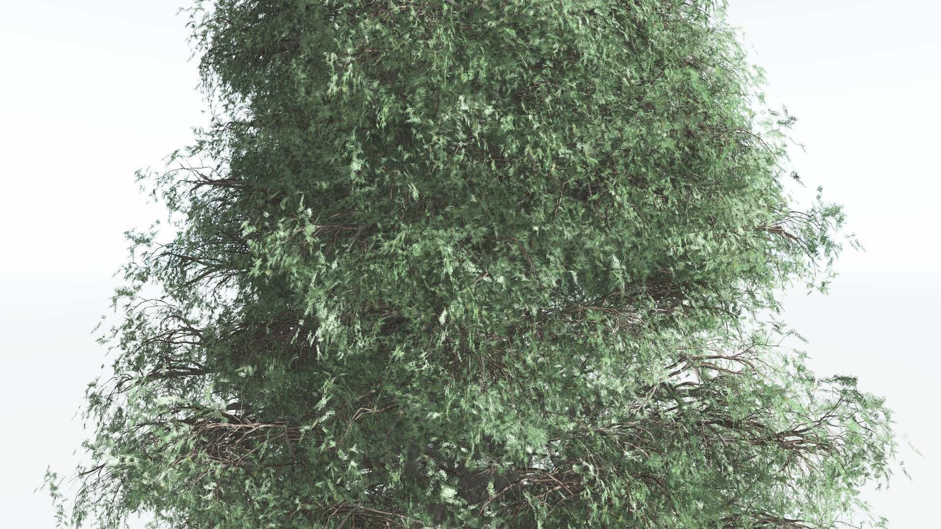 EVERYPlant Kauri 3 --12 Models-- 3D model_17