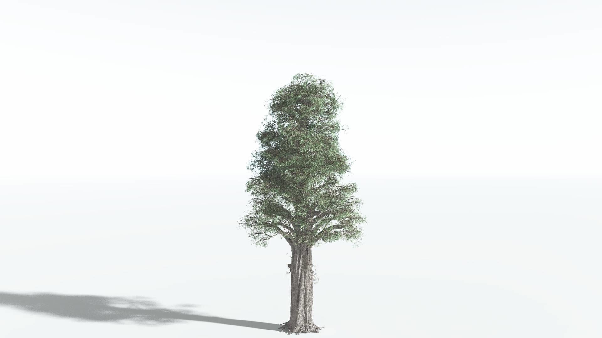 EVERYPlant Kauri 3 --12 Models-- 3D model_6
