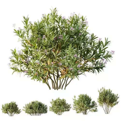 HQ Plants Nerium Oleander Laurier Kaner Rose Pink 3D model