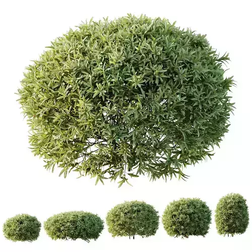 Plants Phillyrea Angustifolia Rosemarinifolia Nana Architectural 3D model