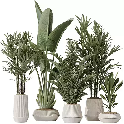 Indoor plant set 49 3D model