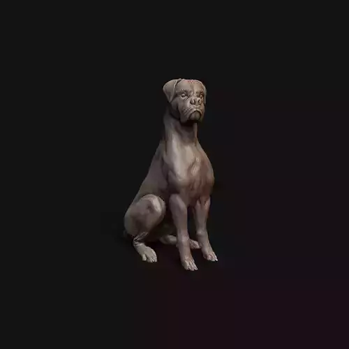 Boxer dog sitting - pre supported