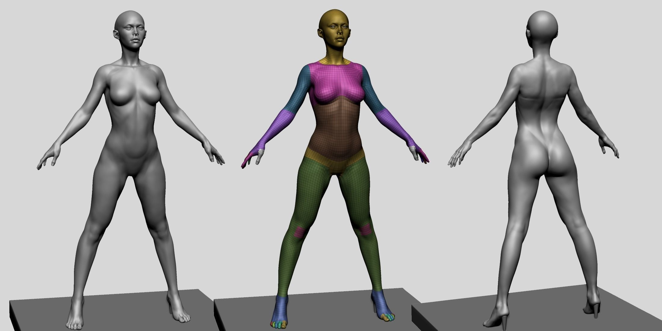 Base Female Anatomy C 3D model_1