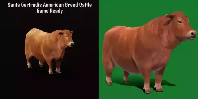 Santa Gertrudis American Cattle Low-poly 3D model