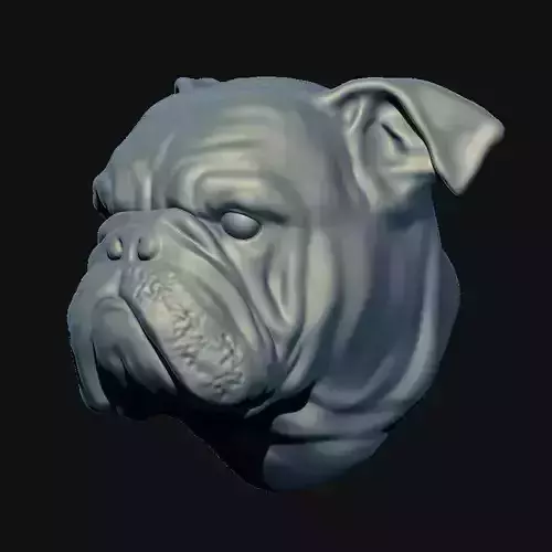 3D English Bulldog head 3D model
