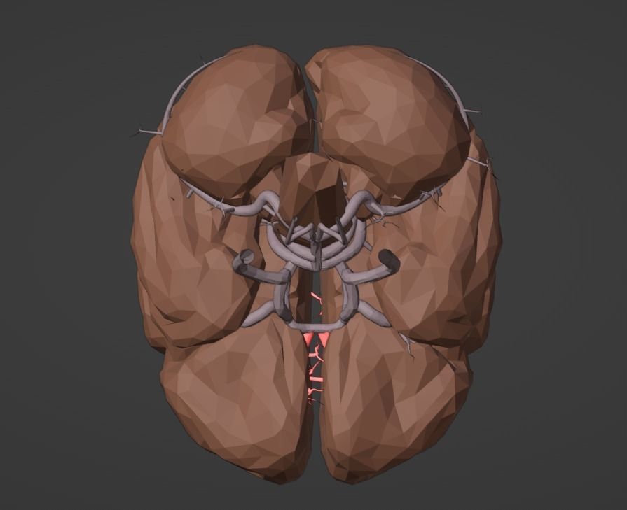 3D Model of Brain and Blood Supply - Circle of Willis 3D model_16
