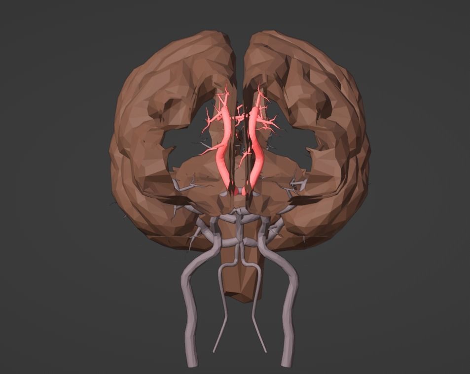3D Model of Brain and Blood Supply - Circle of Willis 3D model_13