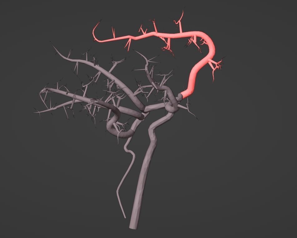 3D Model of Brain and Blood Supply - Circle of Willis 3D model_3