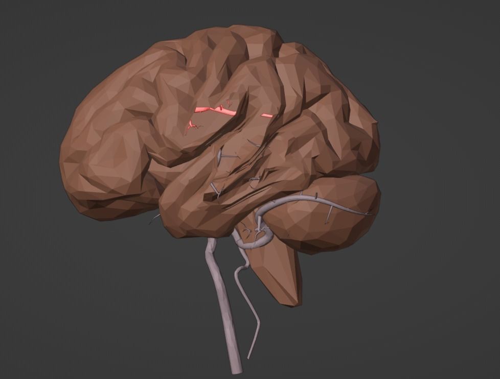 3D Model of Brain and Blood Supply - Circle of Willis 3D model_11