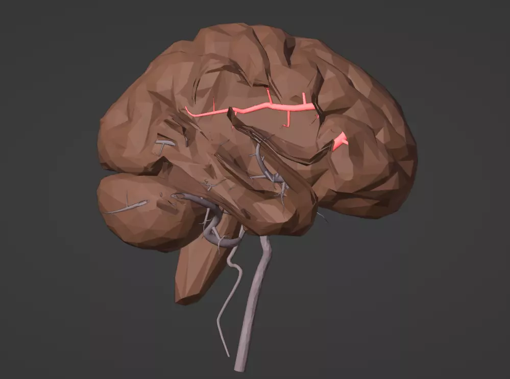 3D Model of Brain and Blood Supply - Circle of Willis 3D model_0