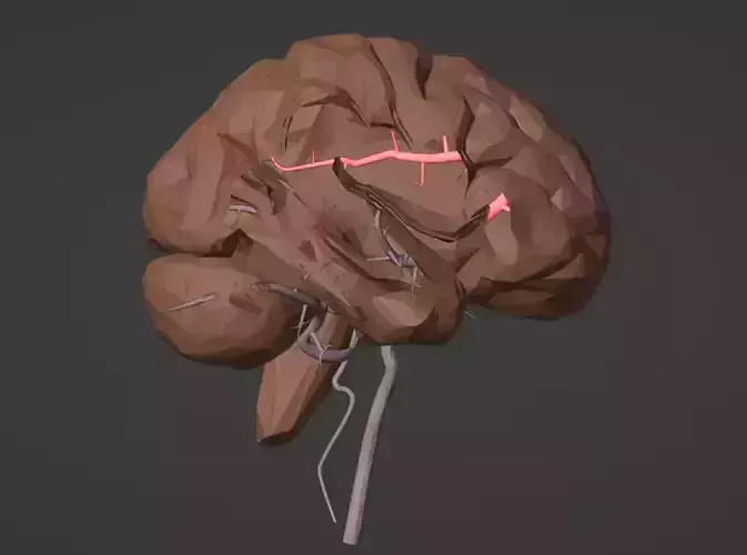 3D Model of Brain and Blood Supply - Circle of Willis 3D model 3D Model of Brain and Blood Supply - Circle of Willis 3D model