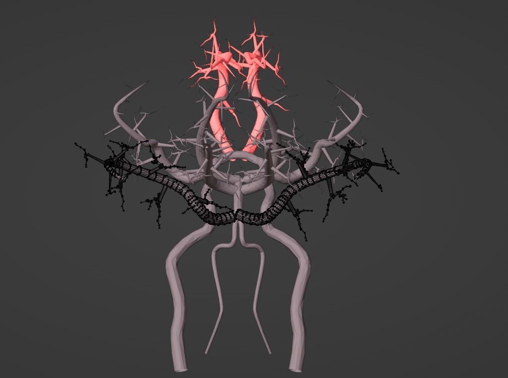 3D Model of Brain and Blood Supply - Circle of Willis 3D model_8