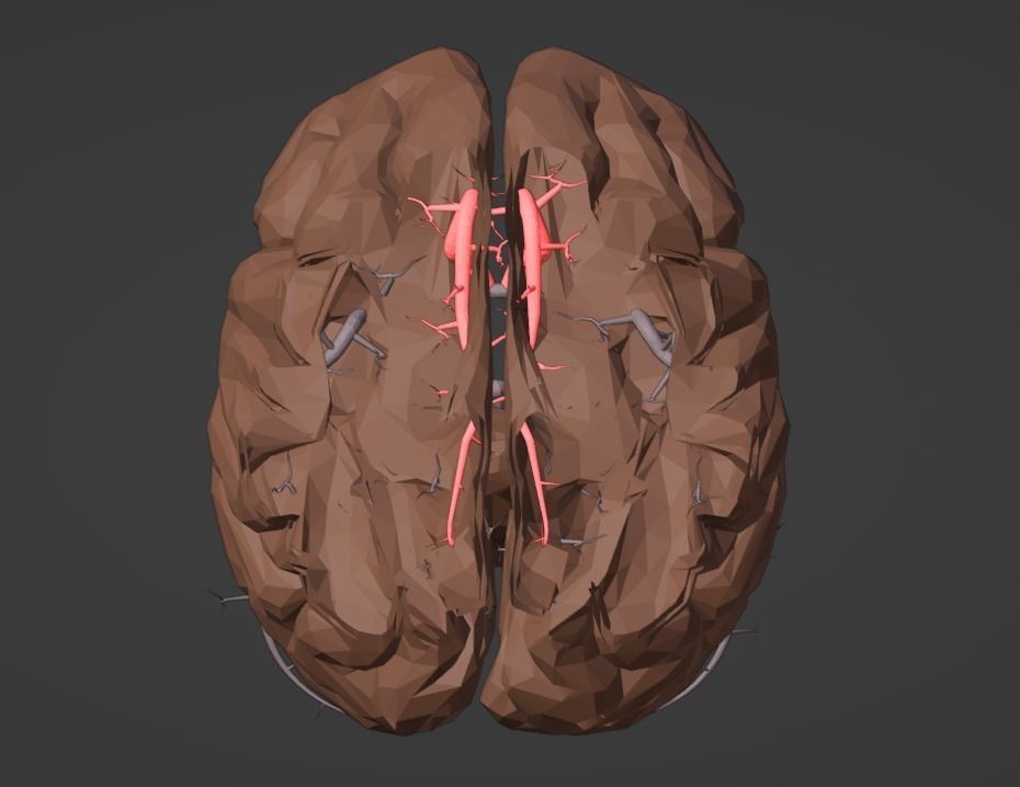 3D Model of Brain and Blood Supply - Circle of Willis 3D model_15