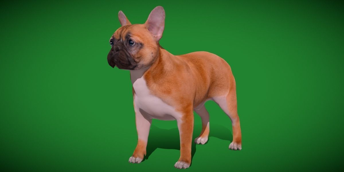 French Bulldog Breed Low-poly 3D model_2