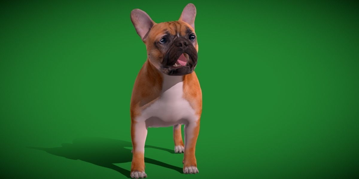 French Bulldog Breed Low-poly 3D model_14