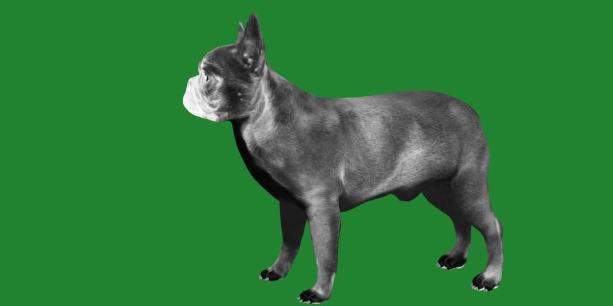 French Bulldog Breed Low-poly 3D model_20