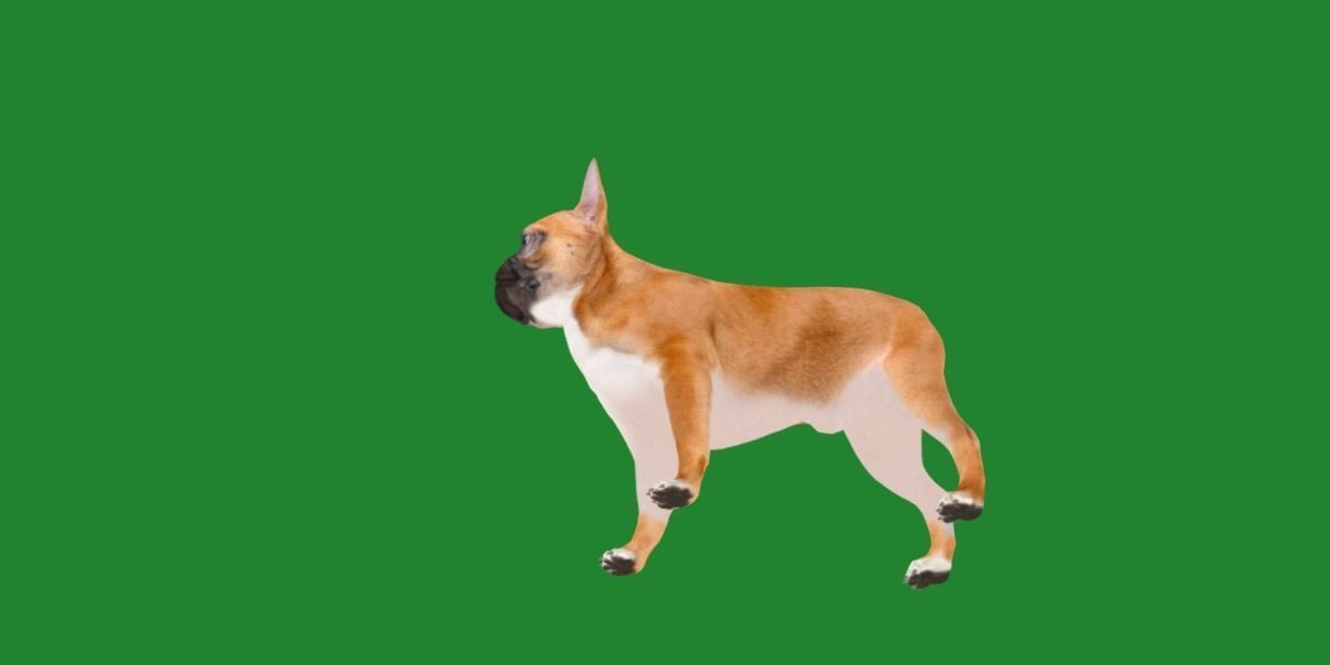 French Bulldog Breed Low-poly 3D model_17