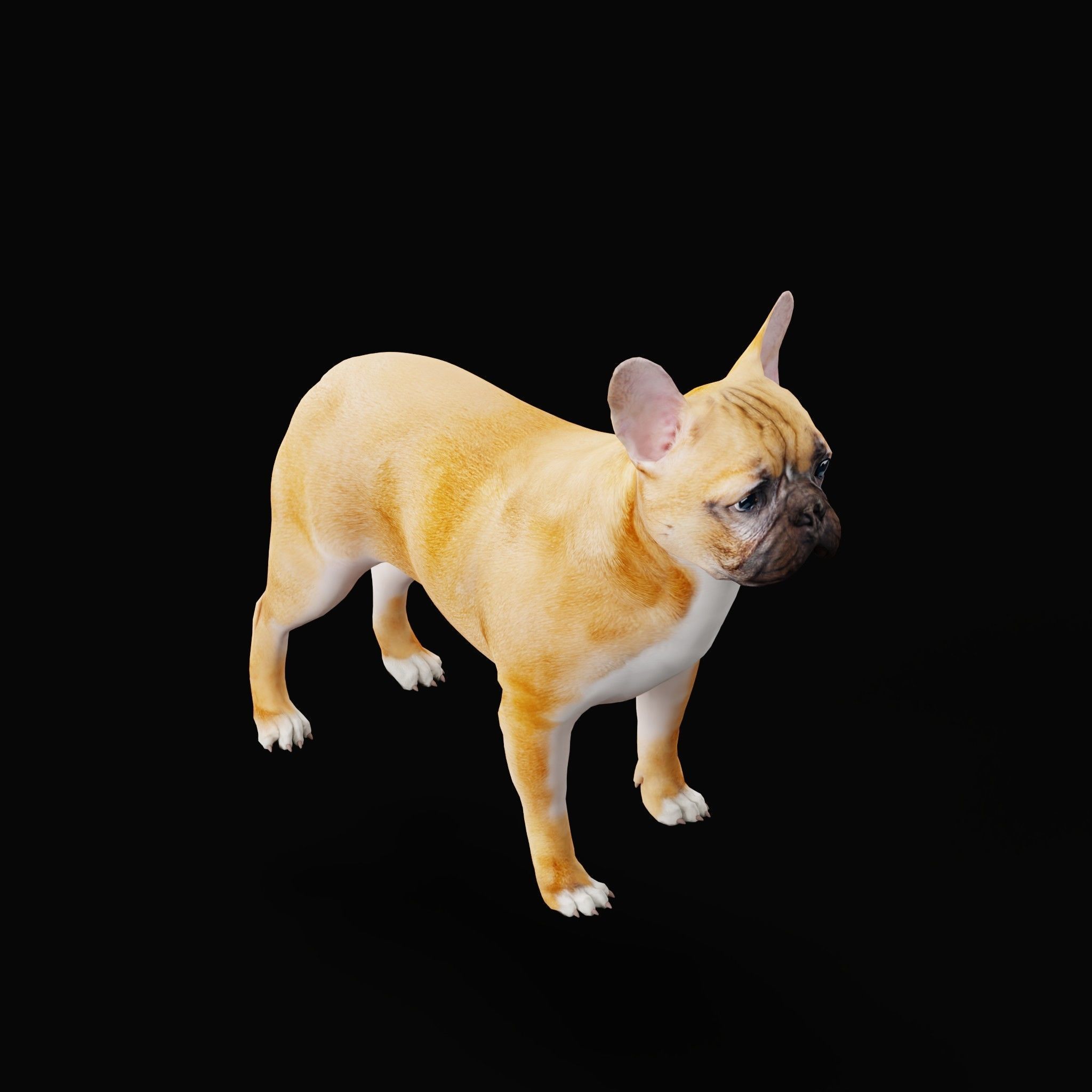 French Bulldog Breed Low-poly 3D model_22