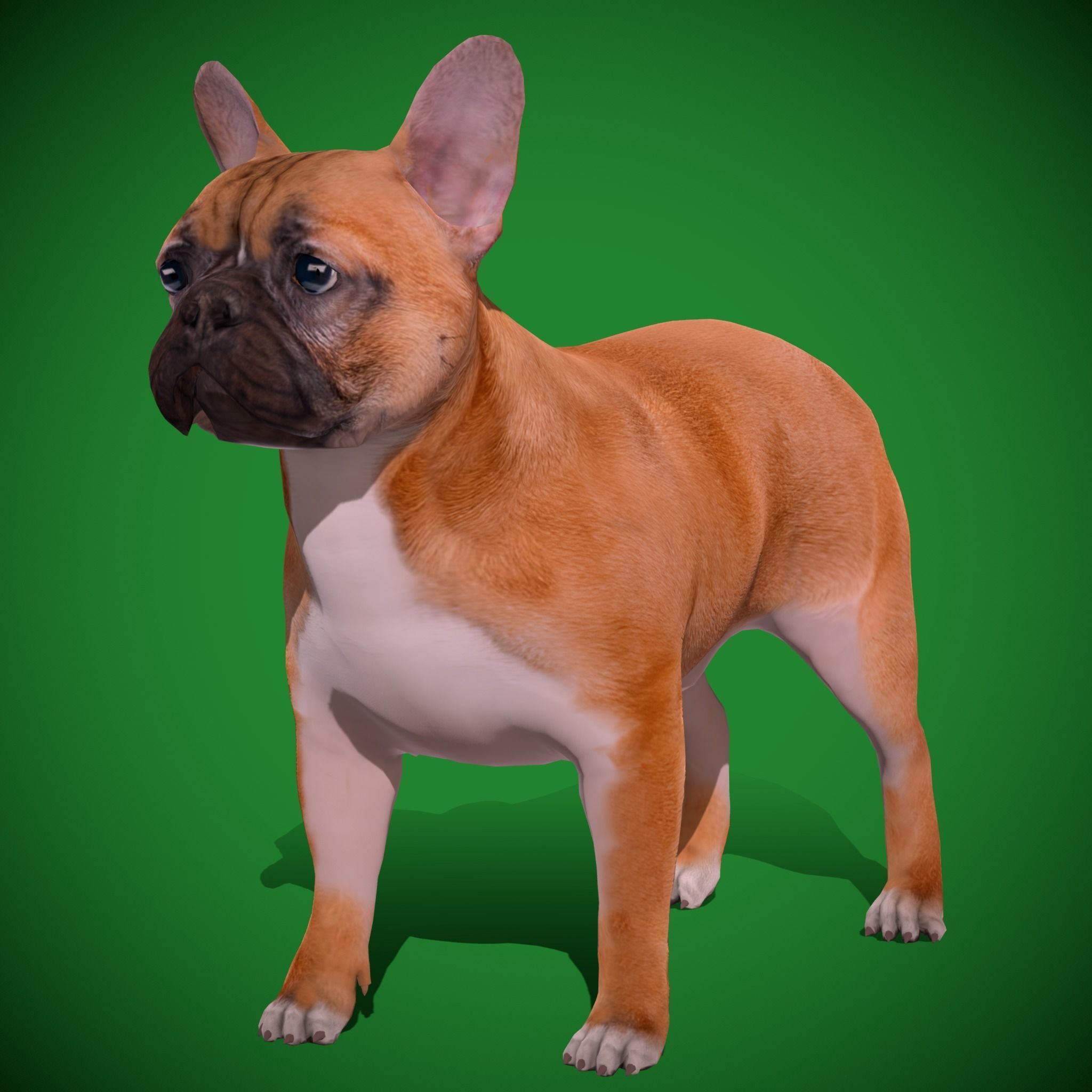 French Bulldog Breed Low-poly 3D model_11