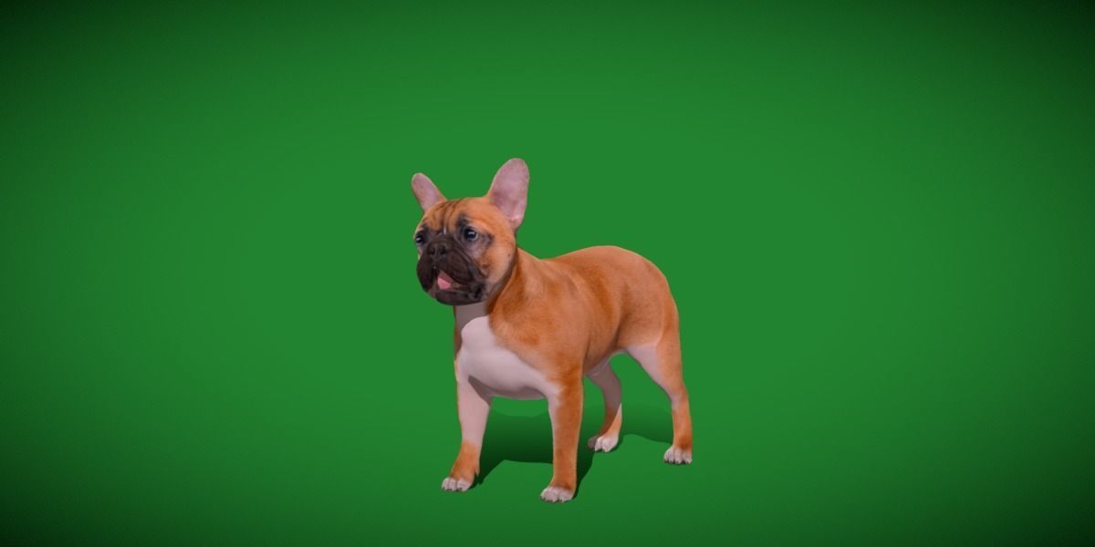 French Bulldog Breed Low-poly 3D model_21