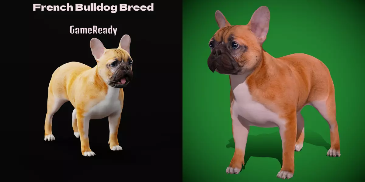 French Bulldog Breed Low-poly 3D model_0