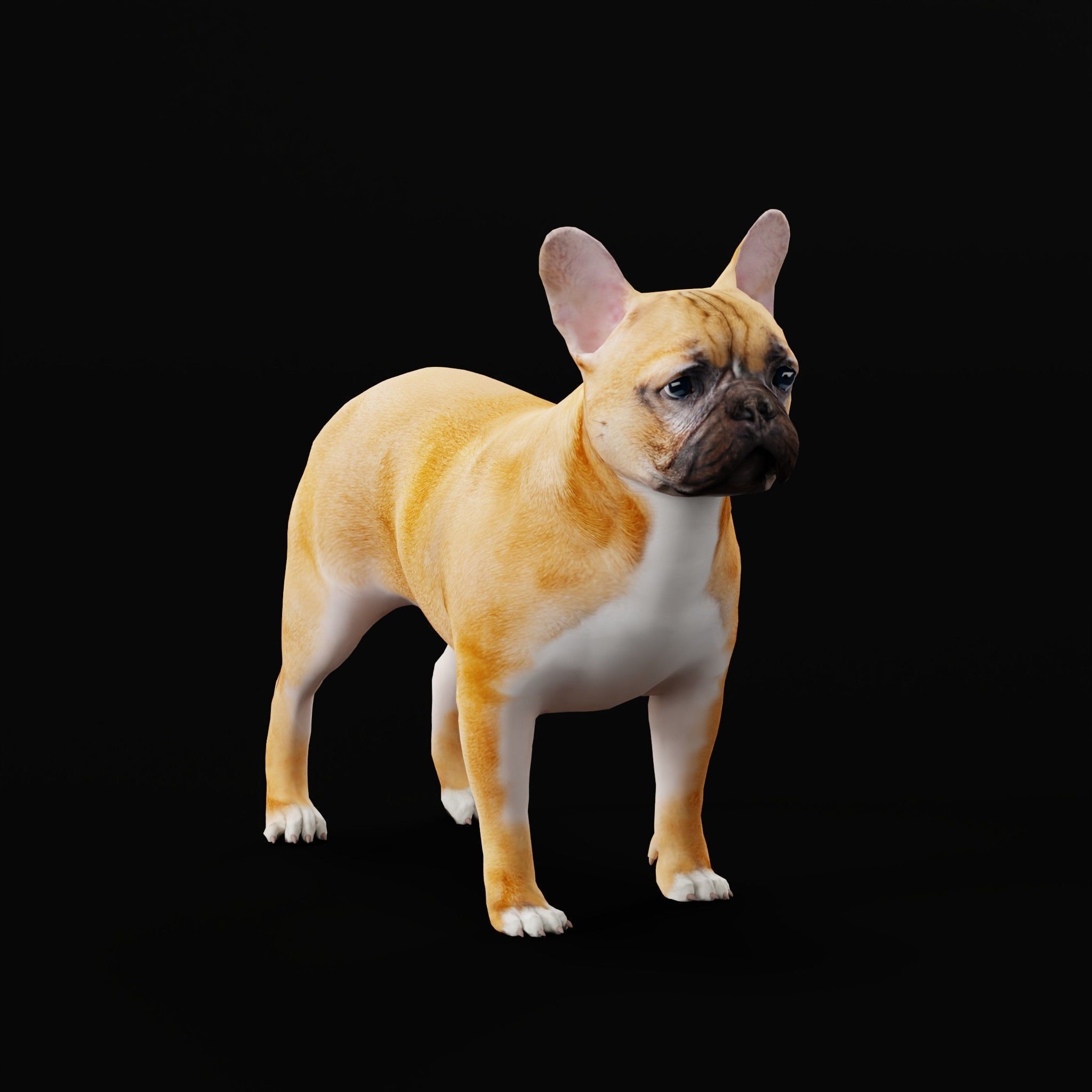 French Bulldog Breed Low-poly 3D model_25