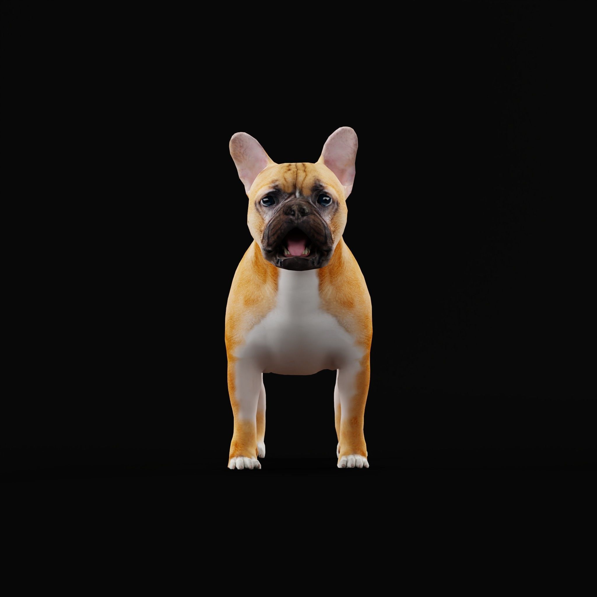 French Bulldog Breed Low-poly 3D model_24
