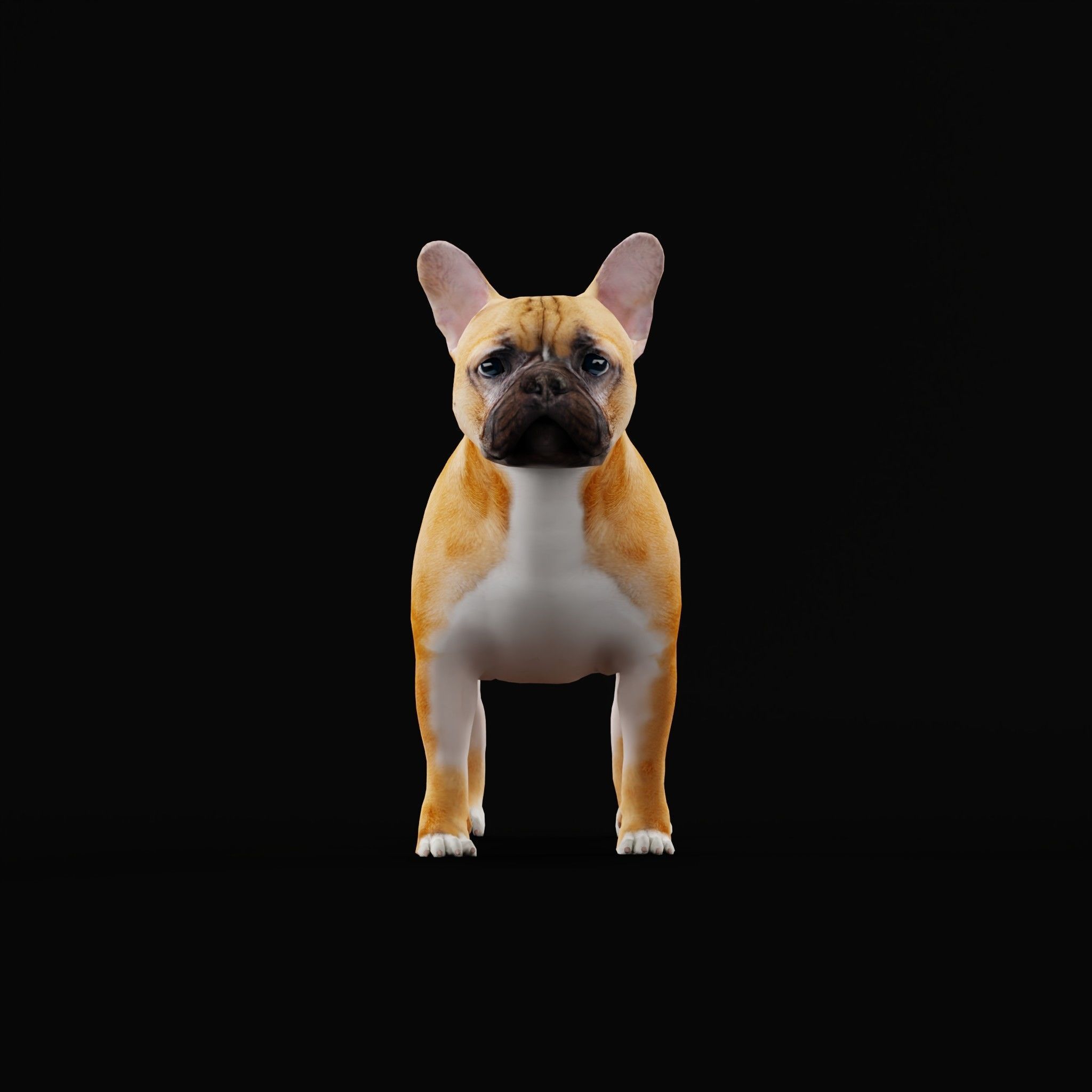 French Bulldog Breed Low-poly 3D model_26