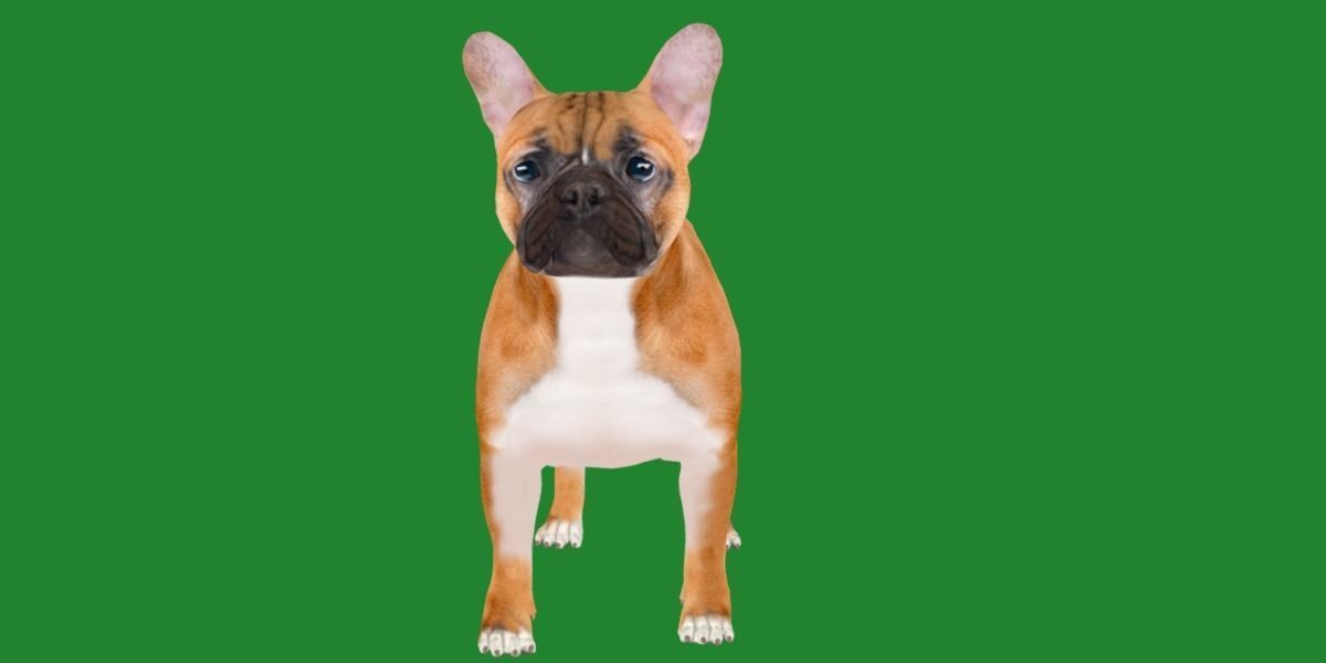 French Bulldog Breed Low-poly 3D model_18