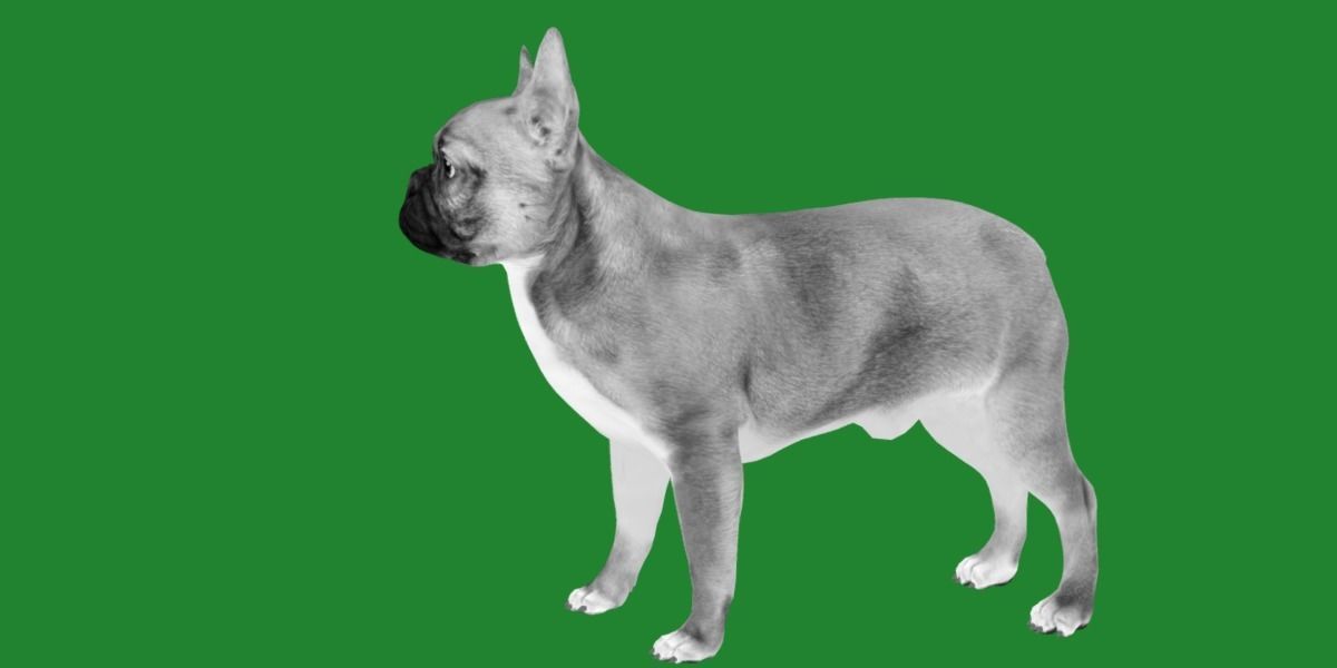 French Bulldog Breed Low-poly 3D model_3