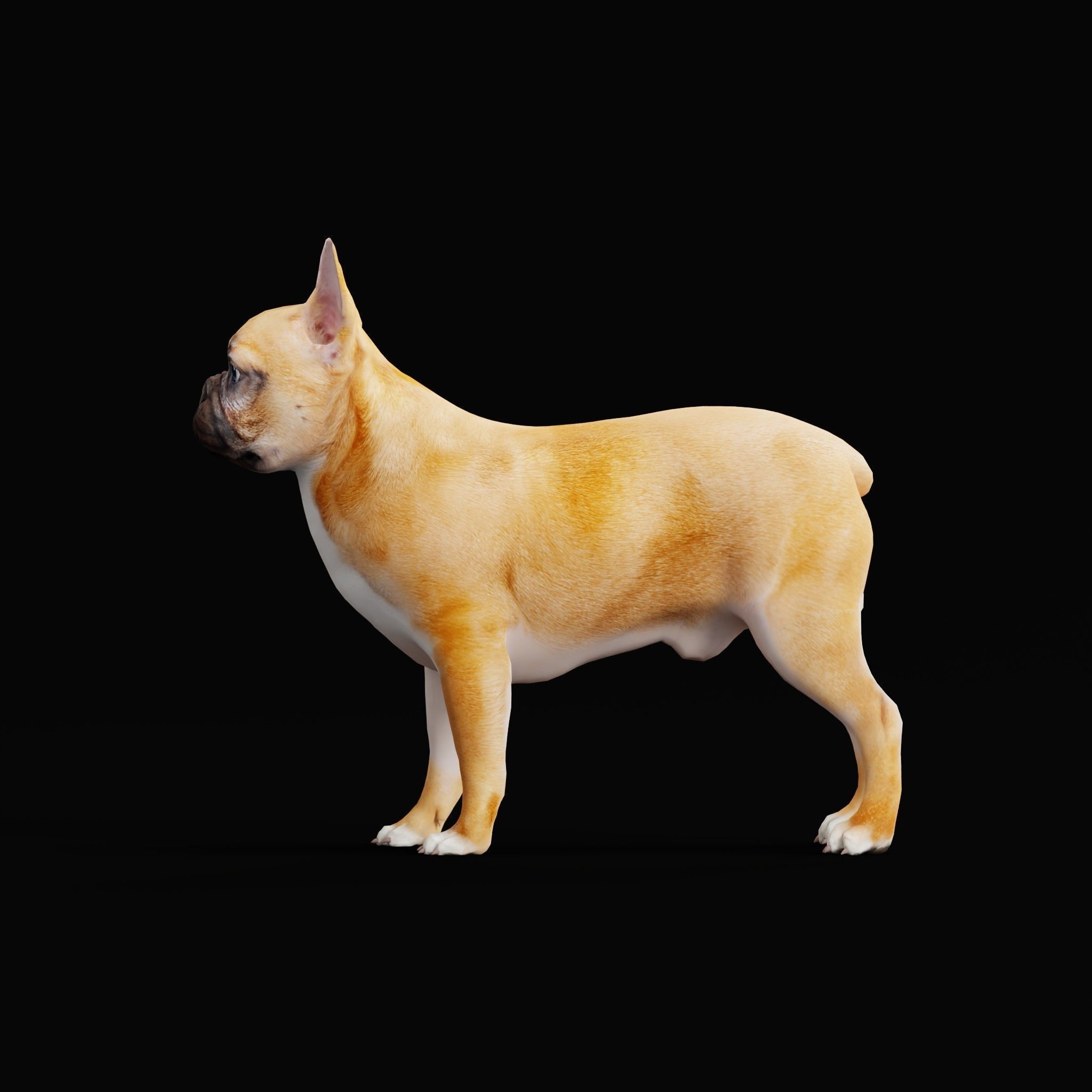 French Bulldog Breed Low-poly 3D model_27