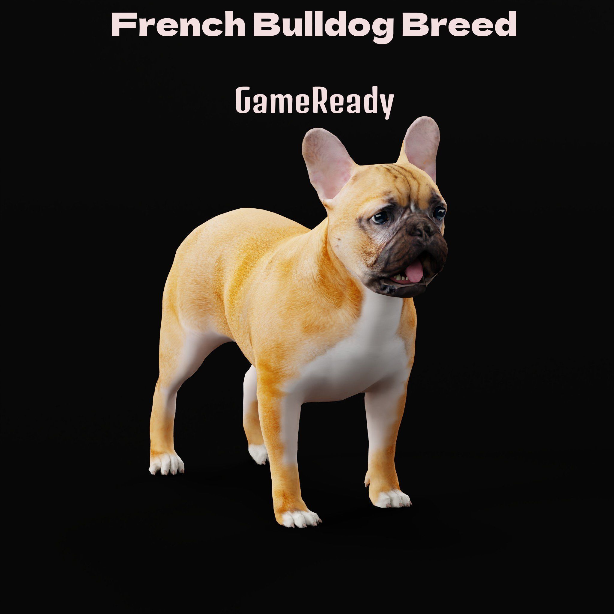 French Bulldog Breed Low-poly 3D model_23