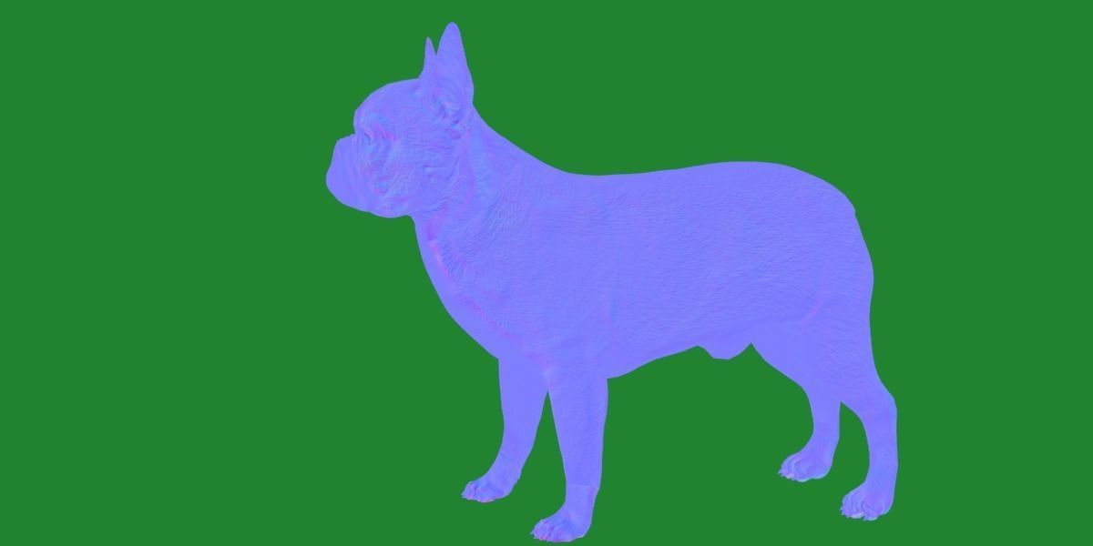 French Bulldog Breed Low-poly 3D model_19