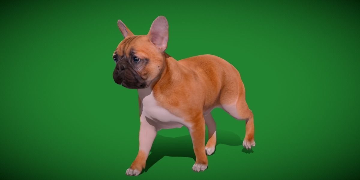 French Bulldog Breed Low-poly 3D model_13