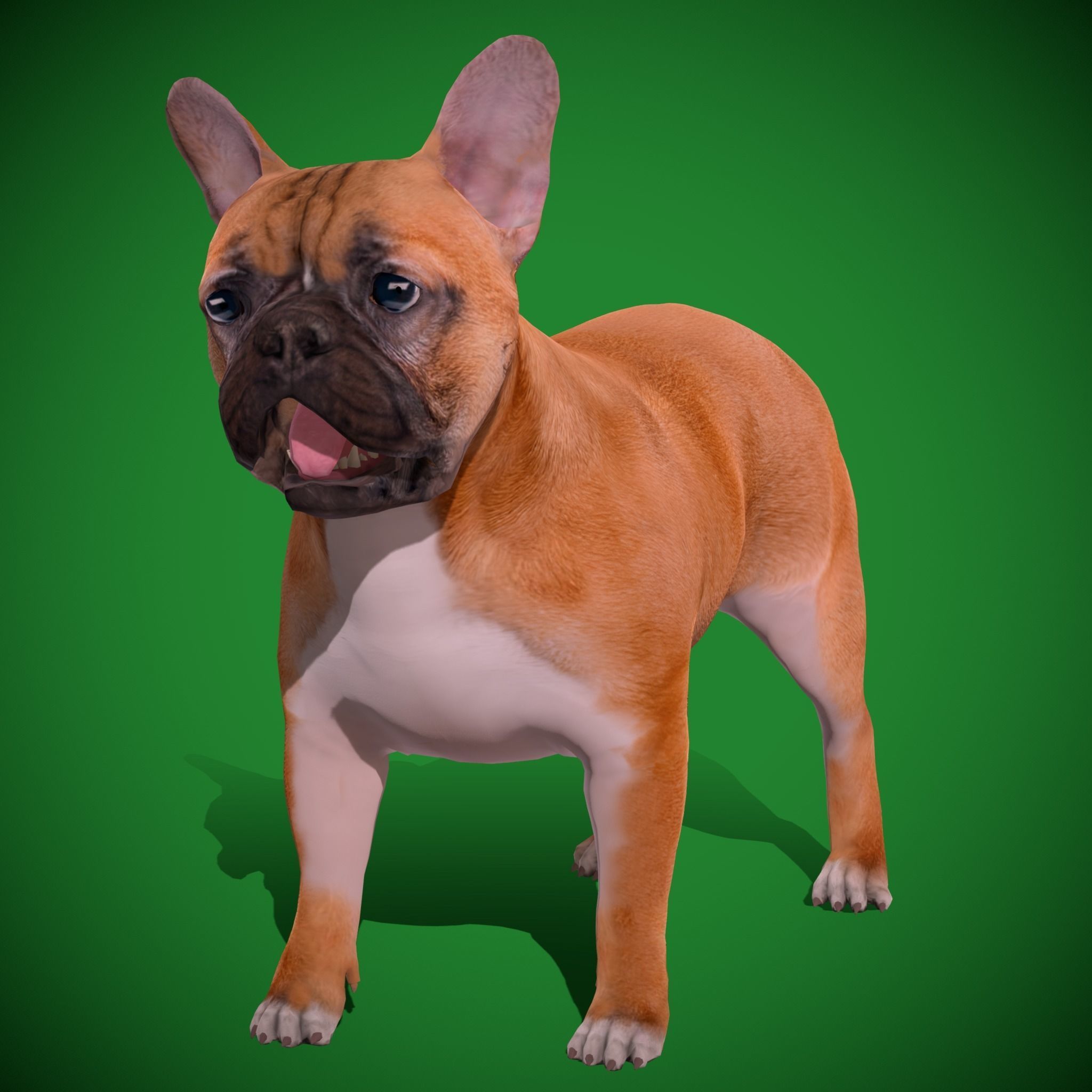 French Bulldog Breed Low-poly 3D model_12