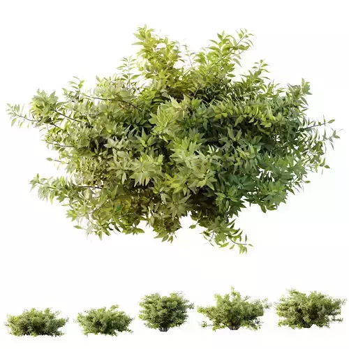  Plants Abelia X Grandiflora Red Glossy Radiance Sherwood 3D model
