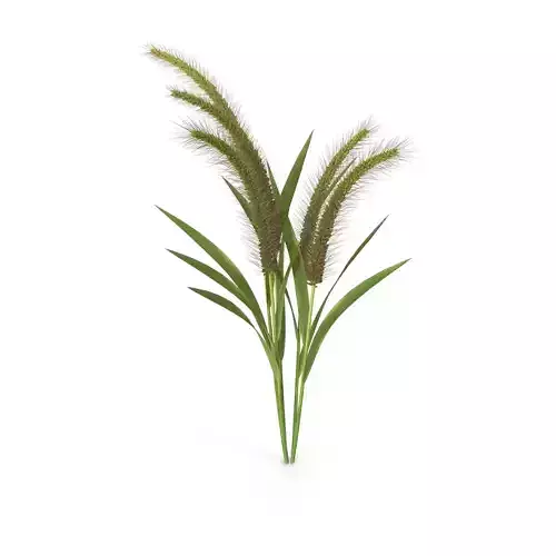 Grass Giant Foxtail bush 3D model