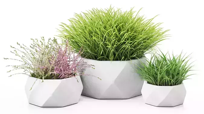 Decorative outdoor plants