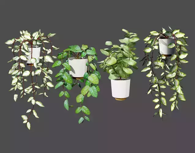 Indoor Hoya potted plants collection Low-poly 3D model