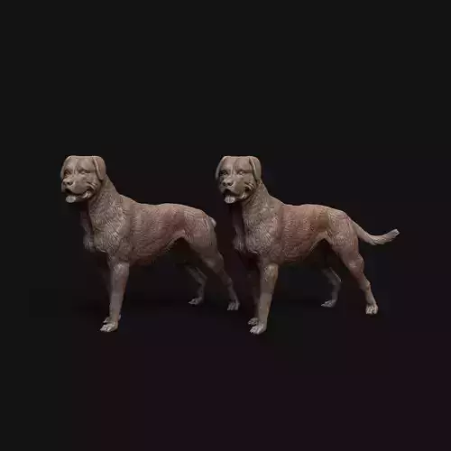 Rottweiler dog standing - pre supported