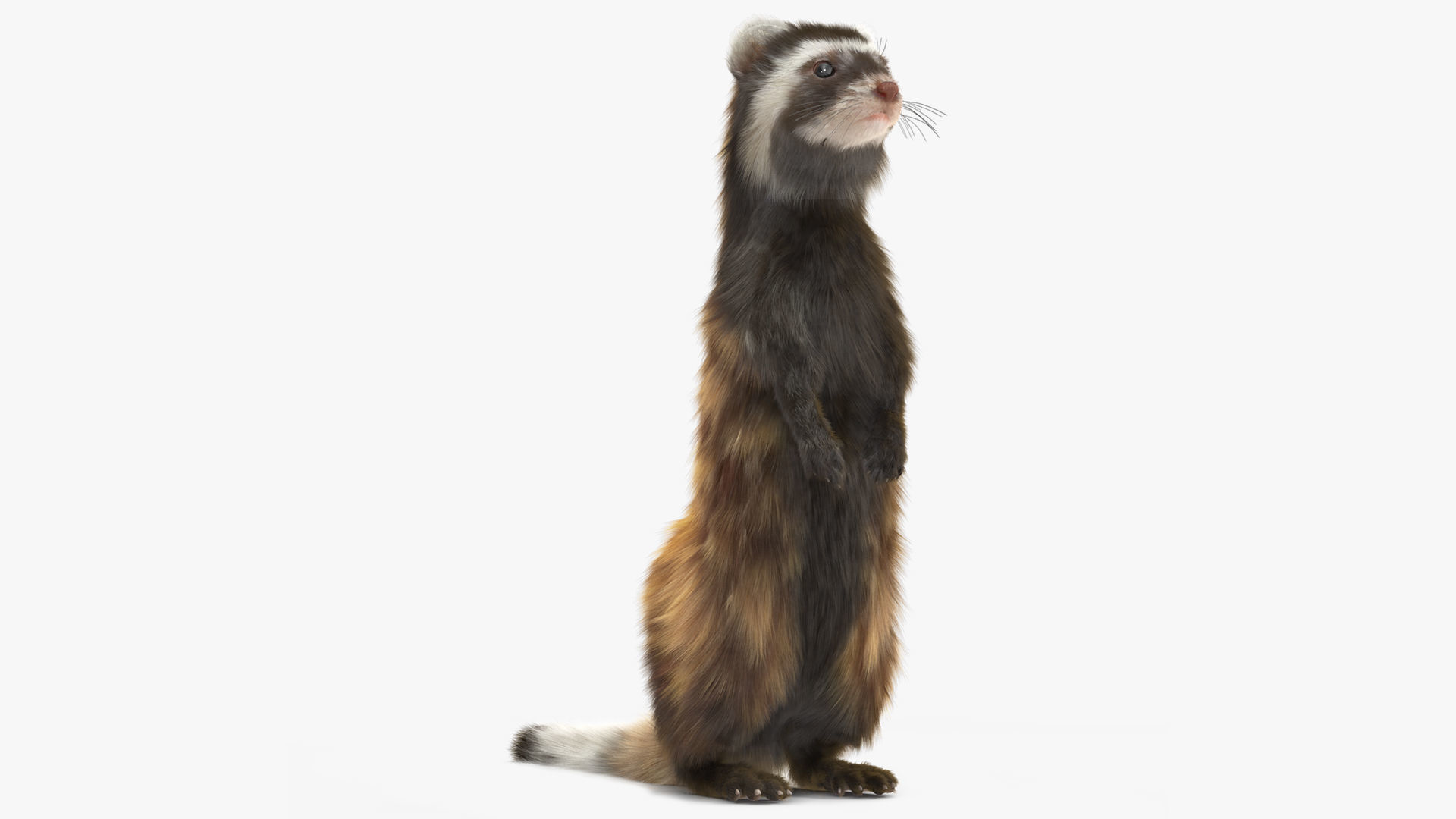 Vormela Peregusna Stands on His Hind Legs Fur 3D model