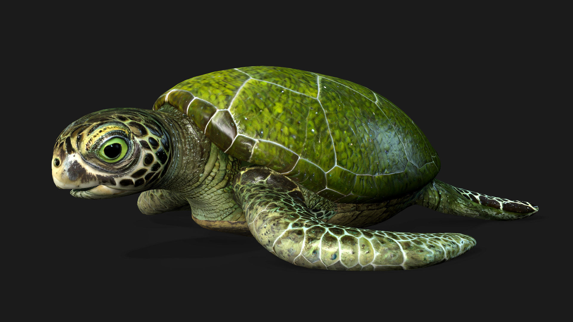 Turtle-A3 3D model_2