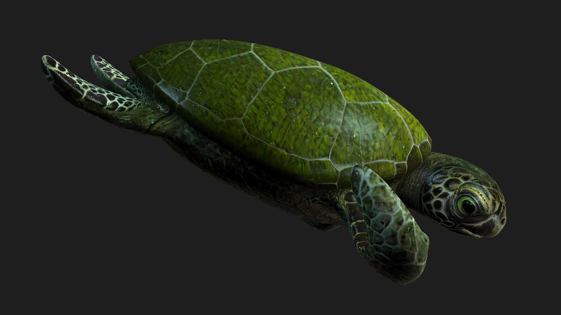 Turtle-A3 3D model_8